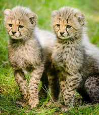 Cheetah Kittens